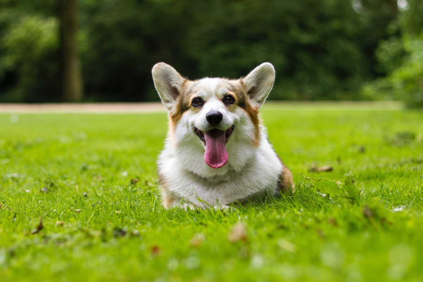 perro campo prevención leishmania