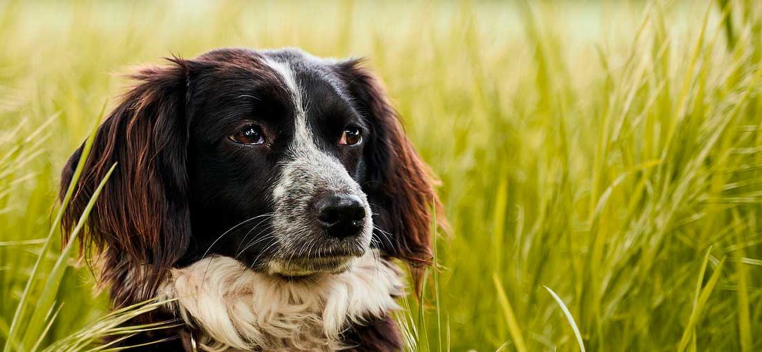 Protege a tu mascota de la leishmania