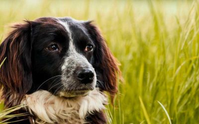 Protegeix la teva mascota de la leishmània