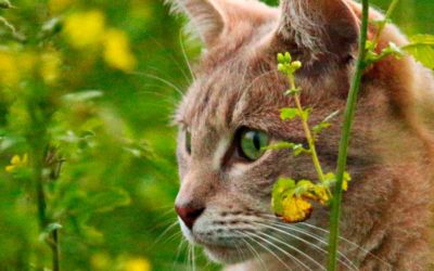 Claus per prevenir els paràsits en la teva mascota