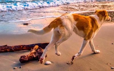 Cuida la teva mascota per passar un feliç estiu