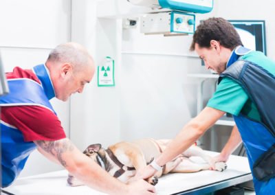 Radiografa mascotas en Veteros Clínica Veterinaria de Barcelona