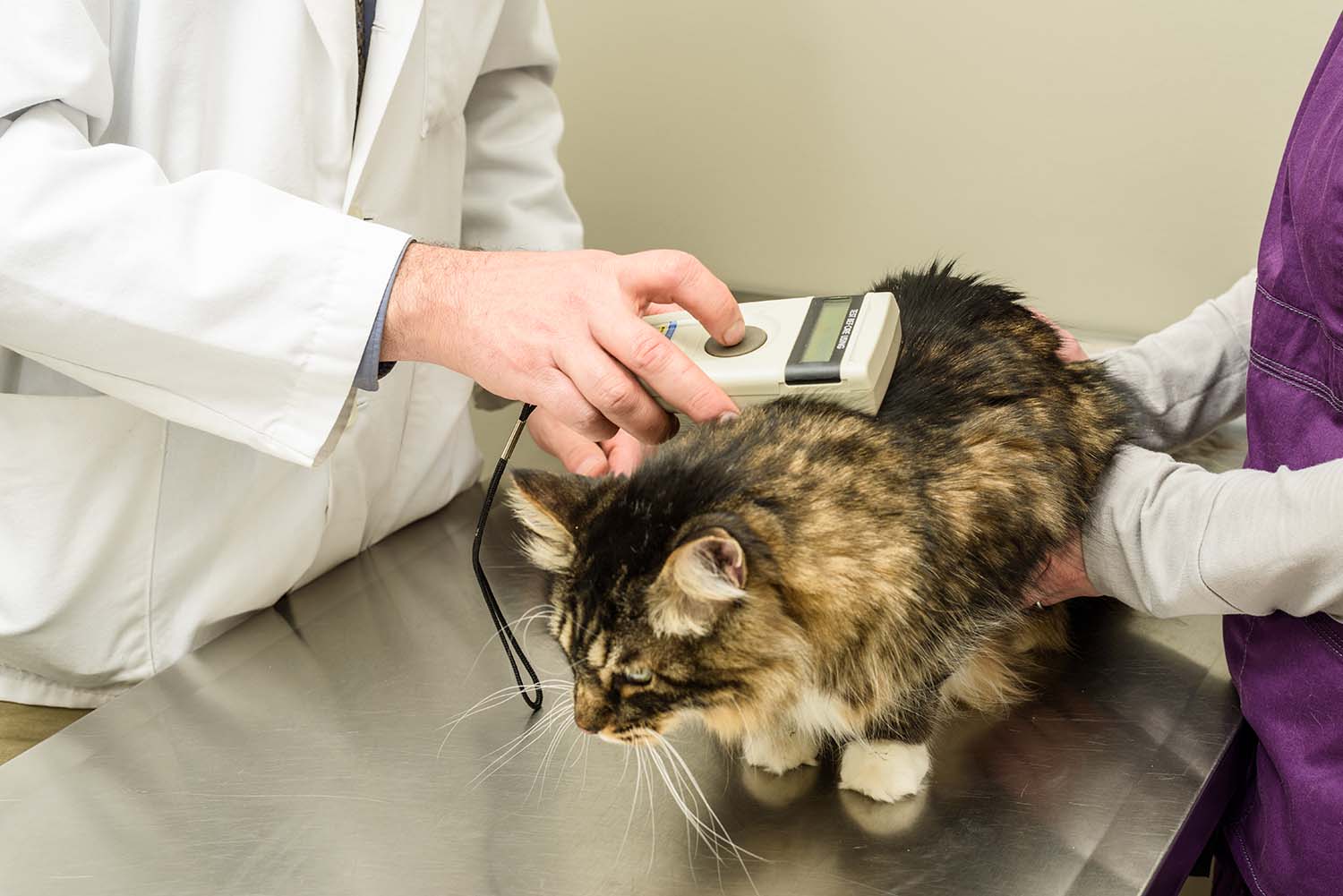 lectura microchip gato en veterinario