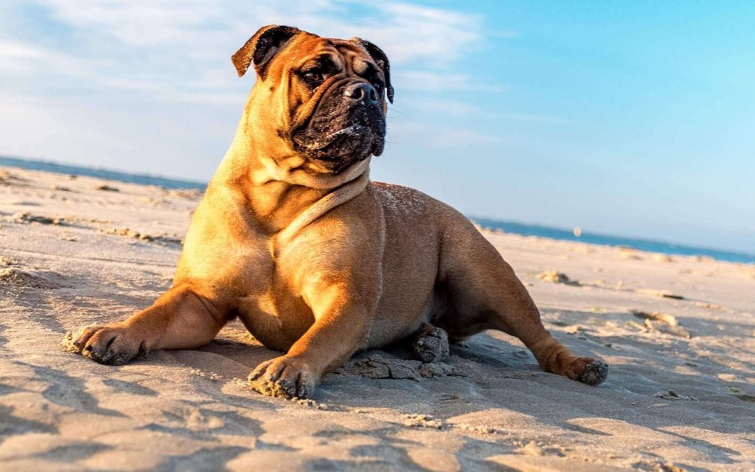 perro bulldog sentado en la arena de la playa