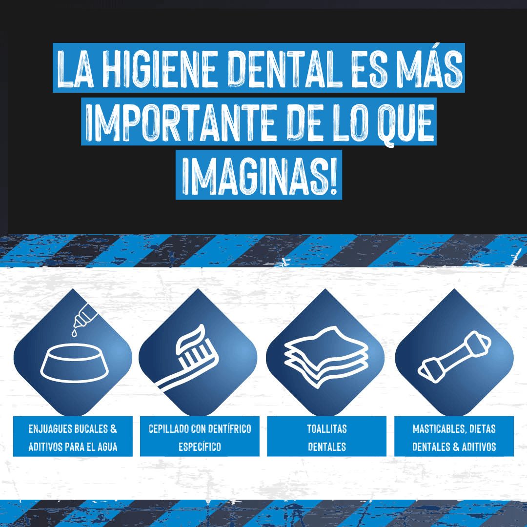 limpieza dental de perros y gatos